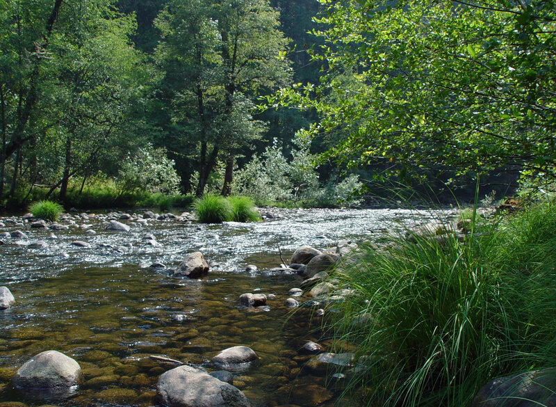 River flowing through a forest