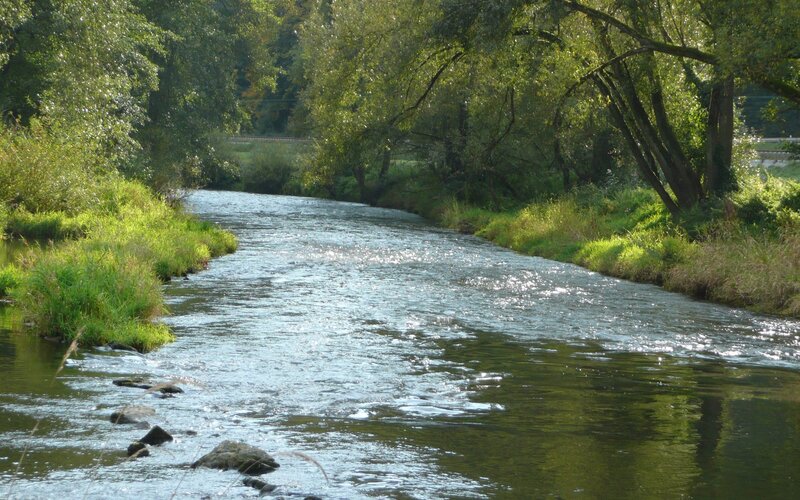 River flowing through a forest