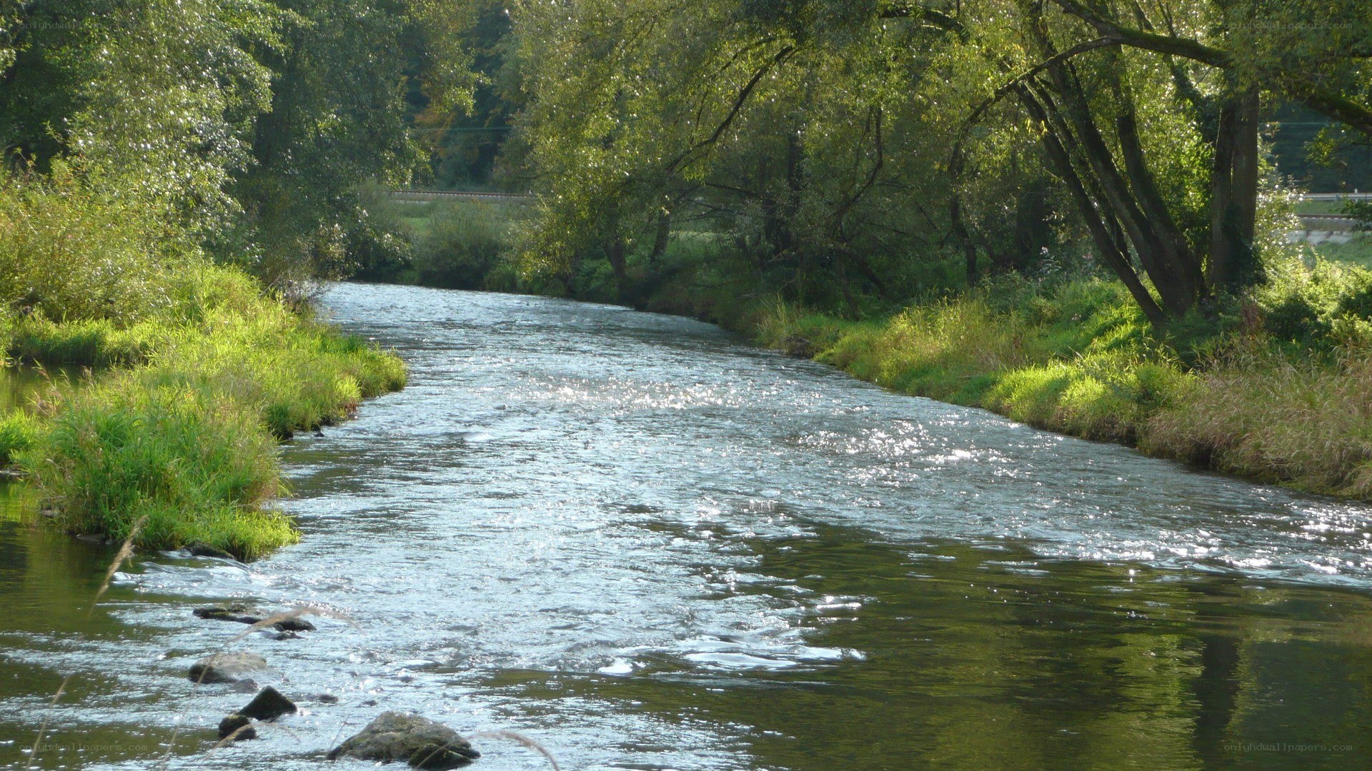 River flowing through a forest