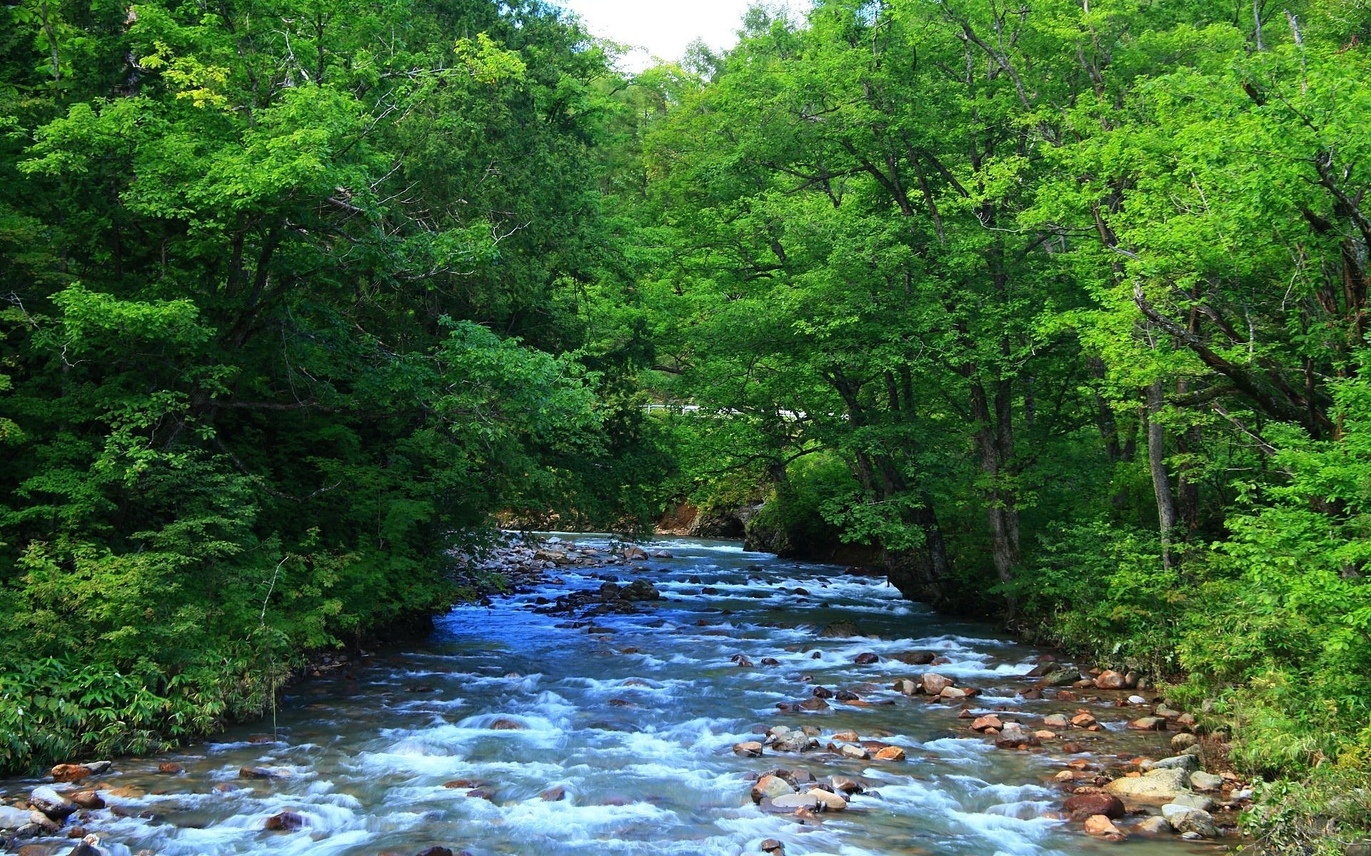 River flowing through a forest