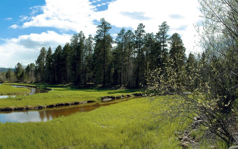 River flowing through a forest