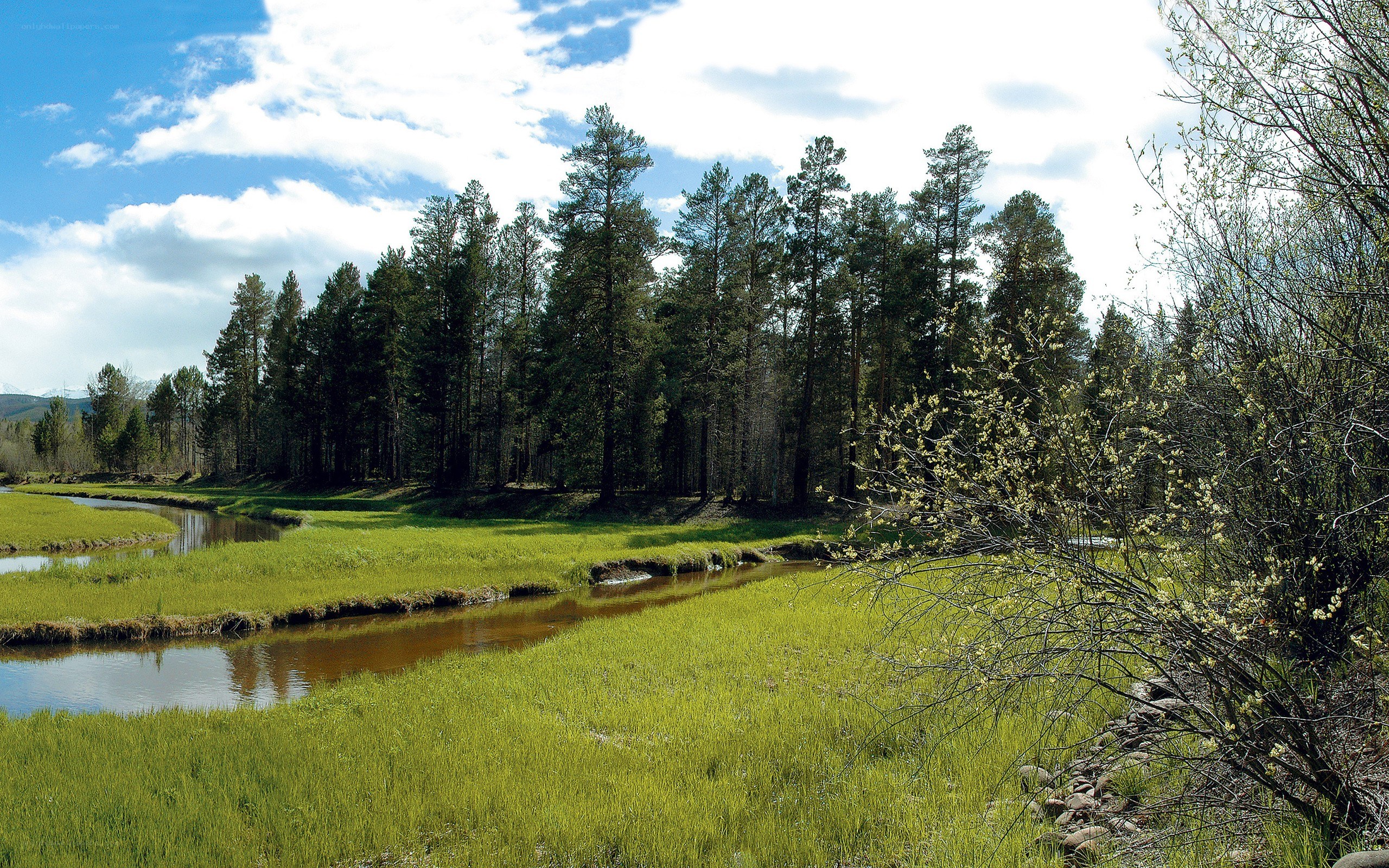 River flowing through a forest