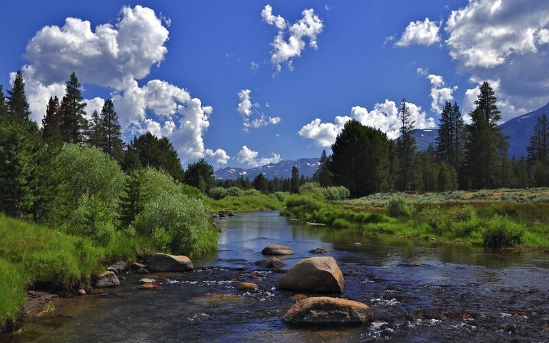 River flowing through a forest