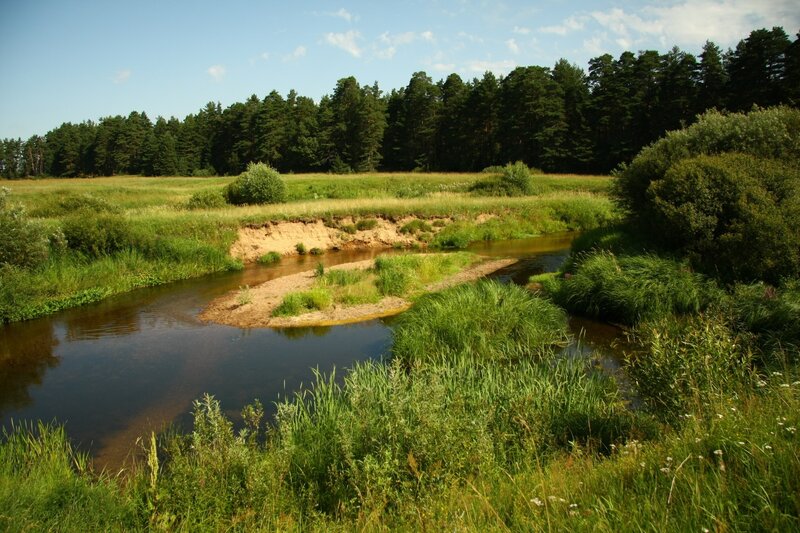 River flowing through a forest meadow