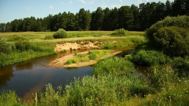 River flowing through a forest meadow
