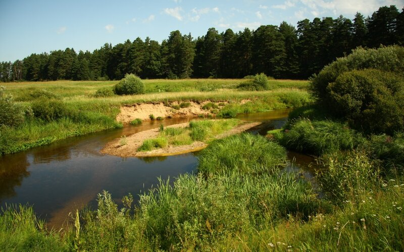River flowing through a forest meadow