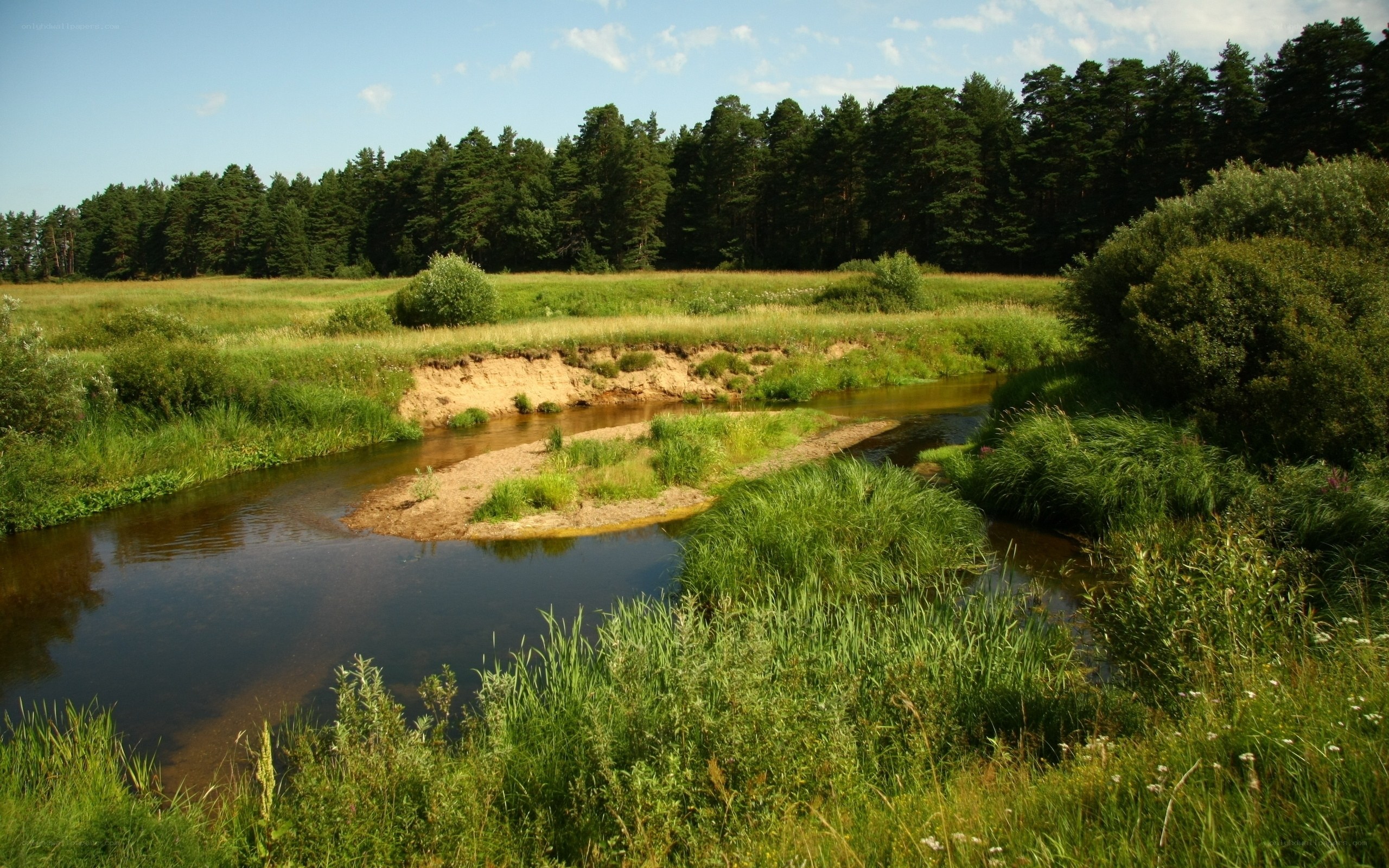 River flowing through a forest meadow
