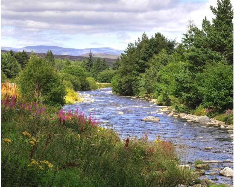 River flowing through a forested landscape