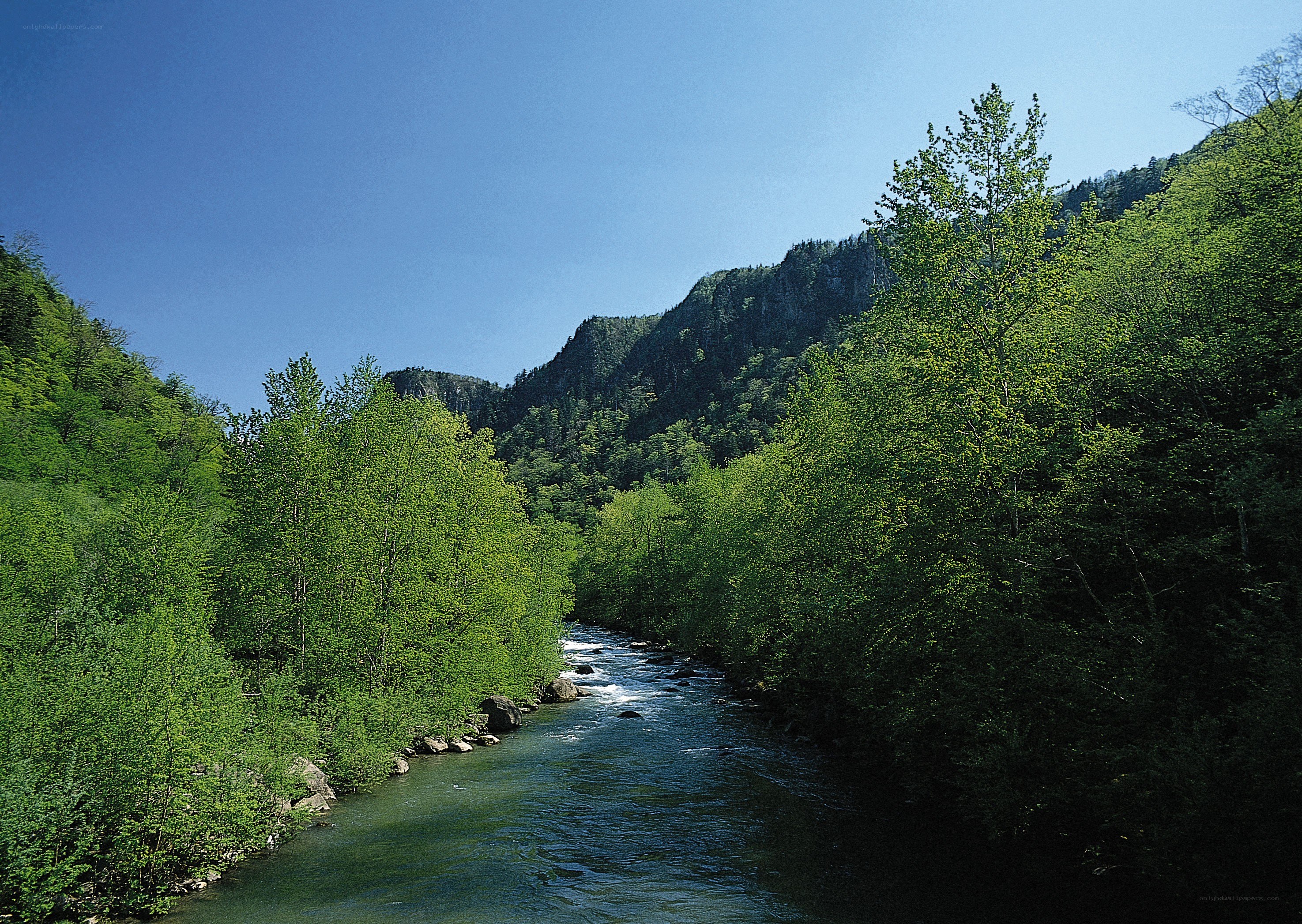 river flowing through a forested valley