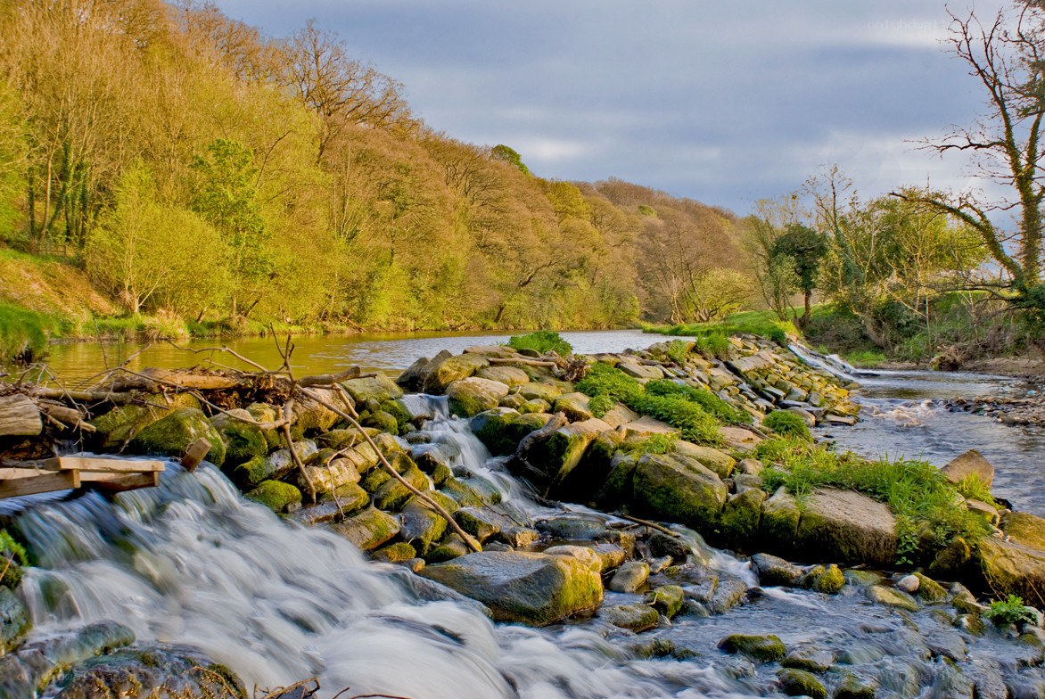 River flowing through a forested valley