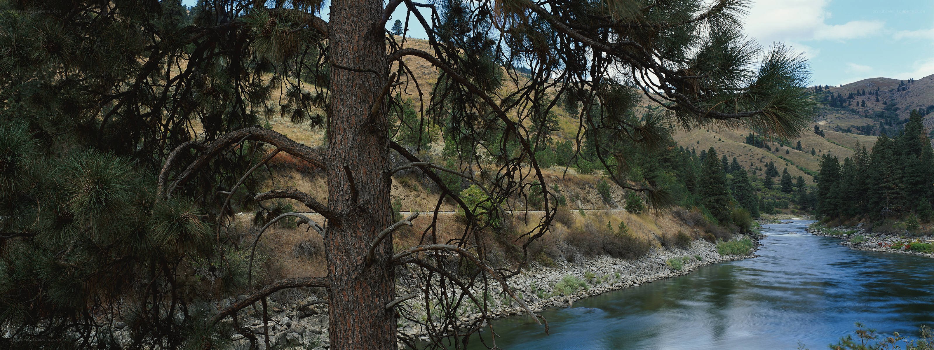 River flowing through a forested valley