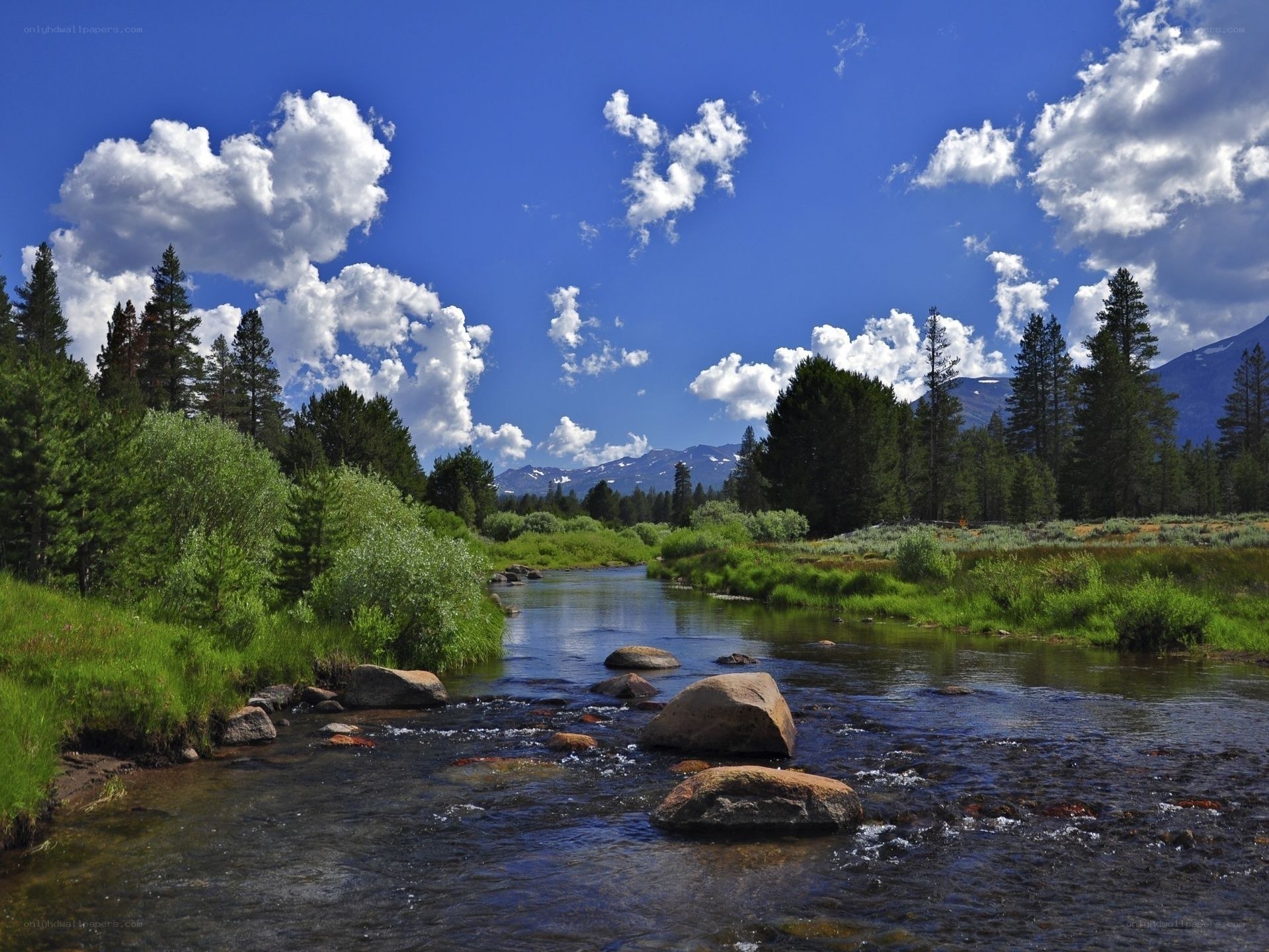 River flowing through a forested valley