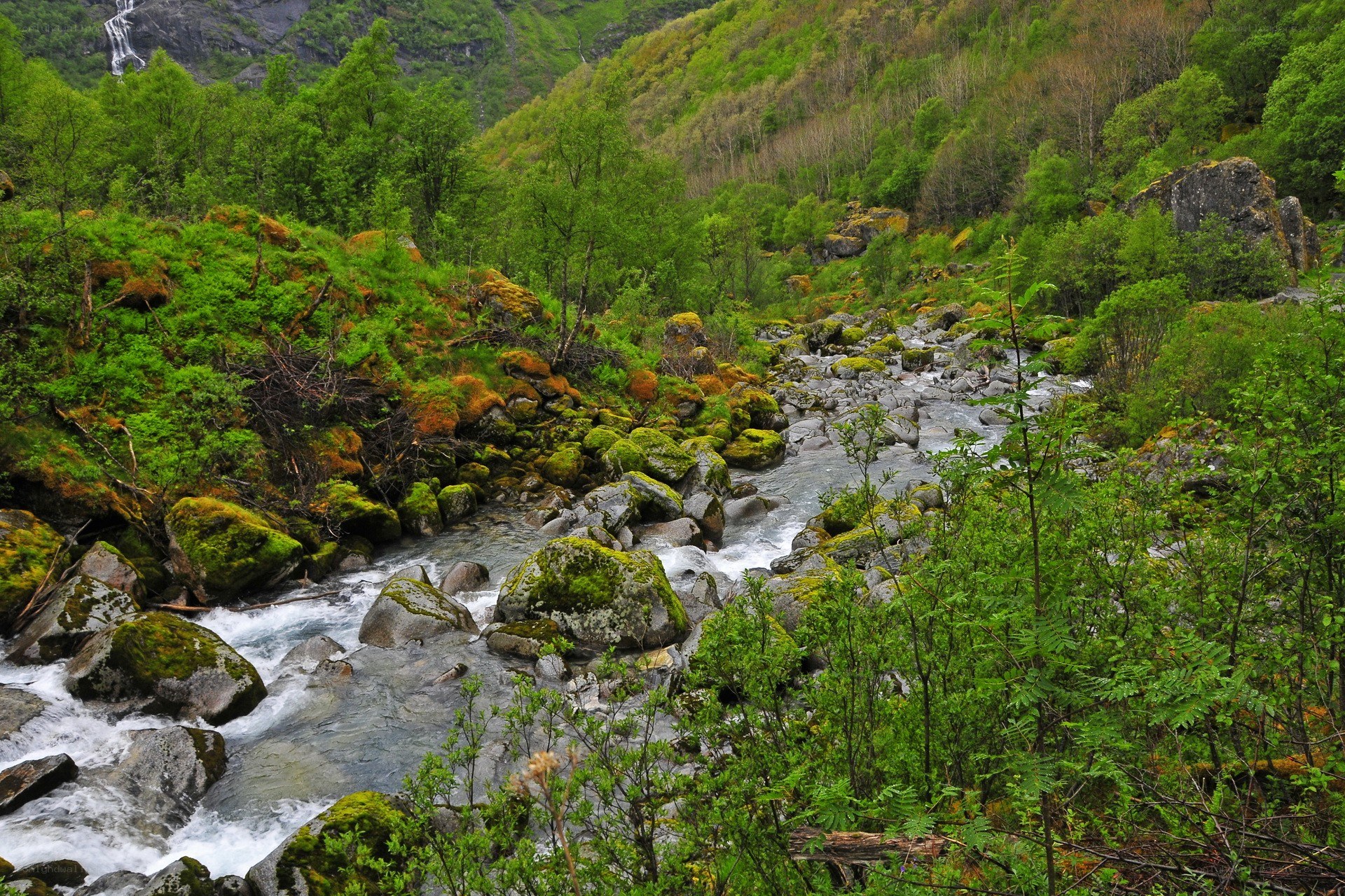 River flowing through a forested valley