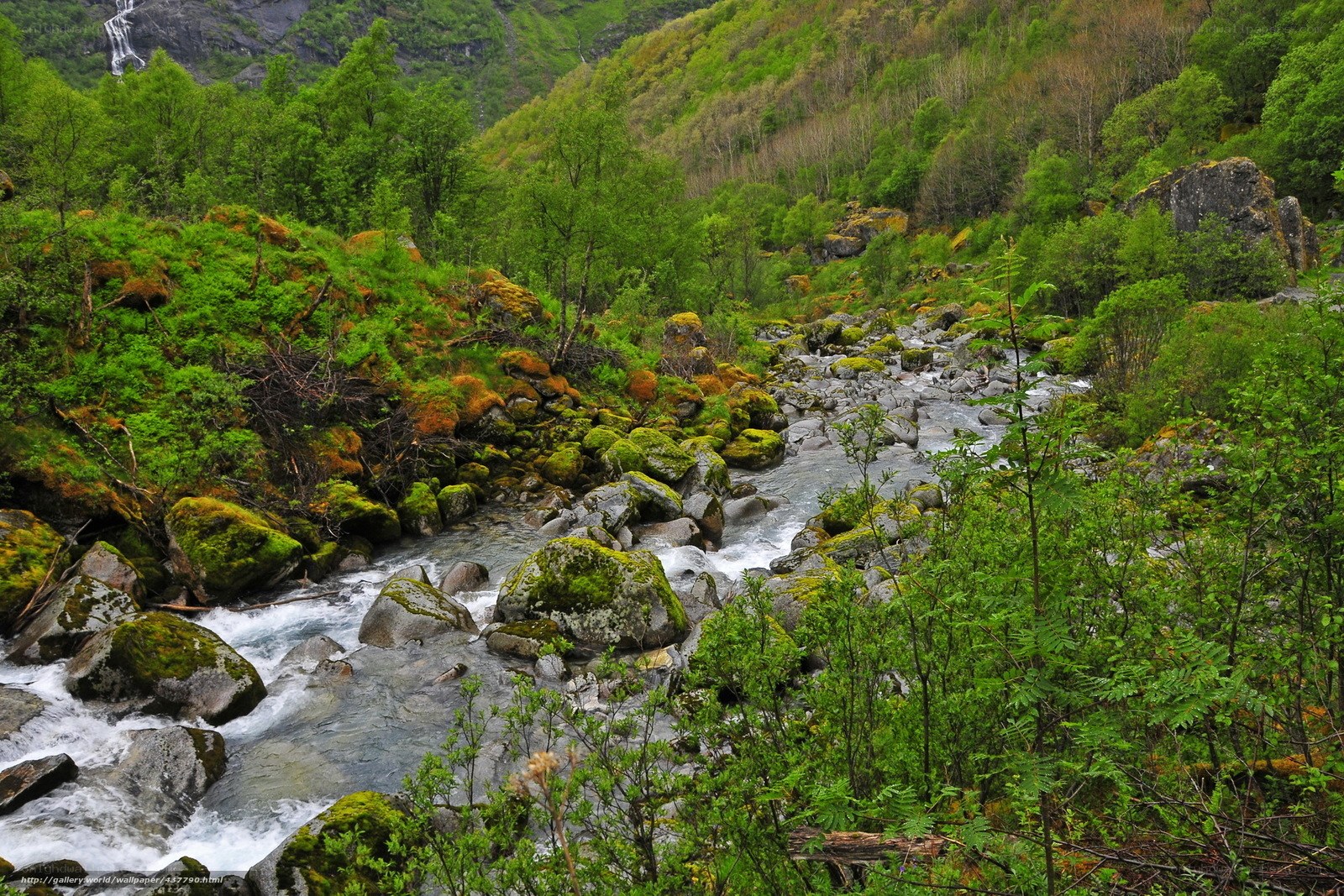 River flowing through a forested valley