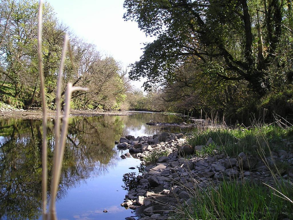 River flowing through a wooded area