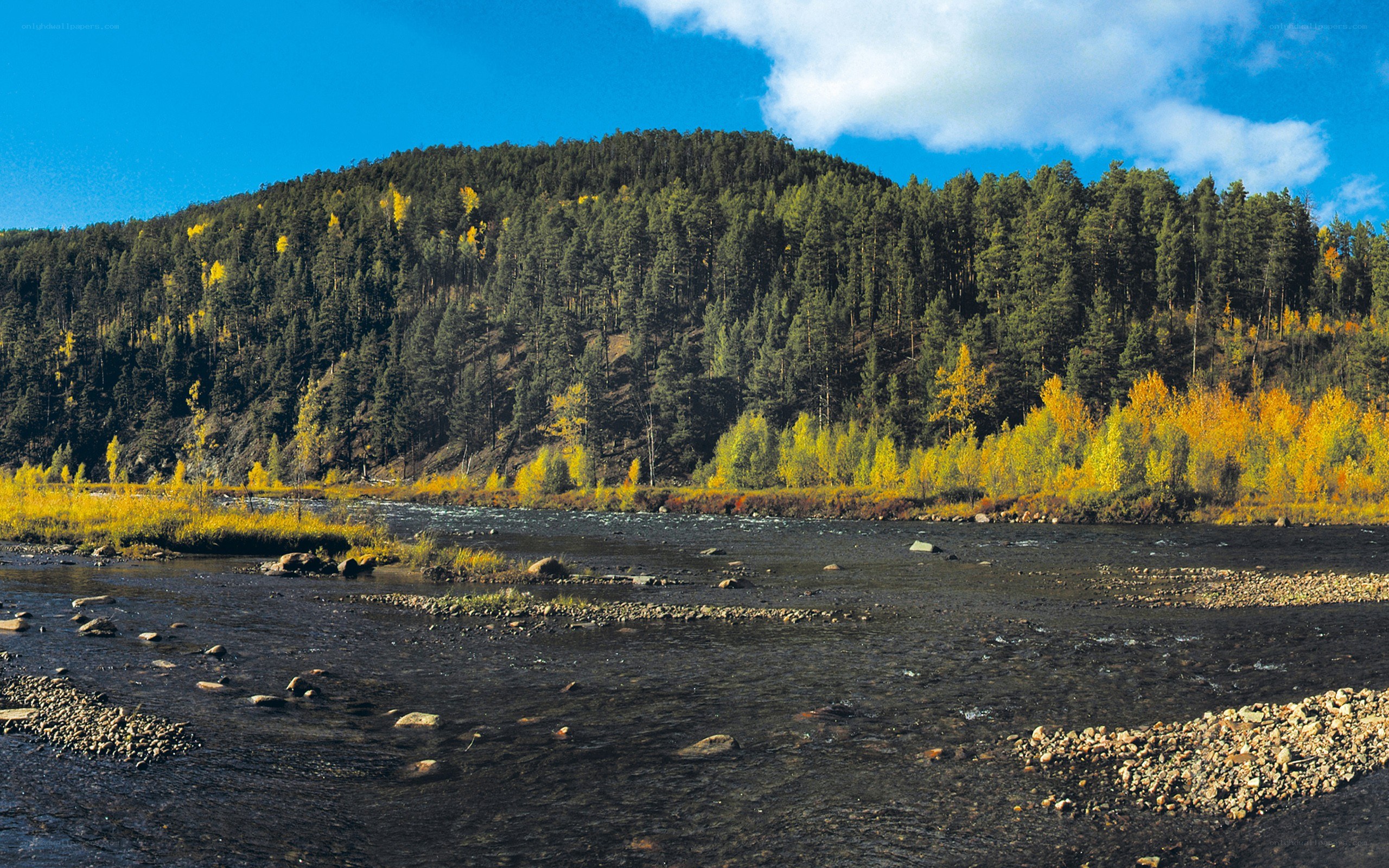 River flowing through autumn forest