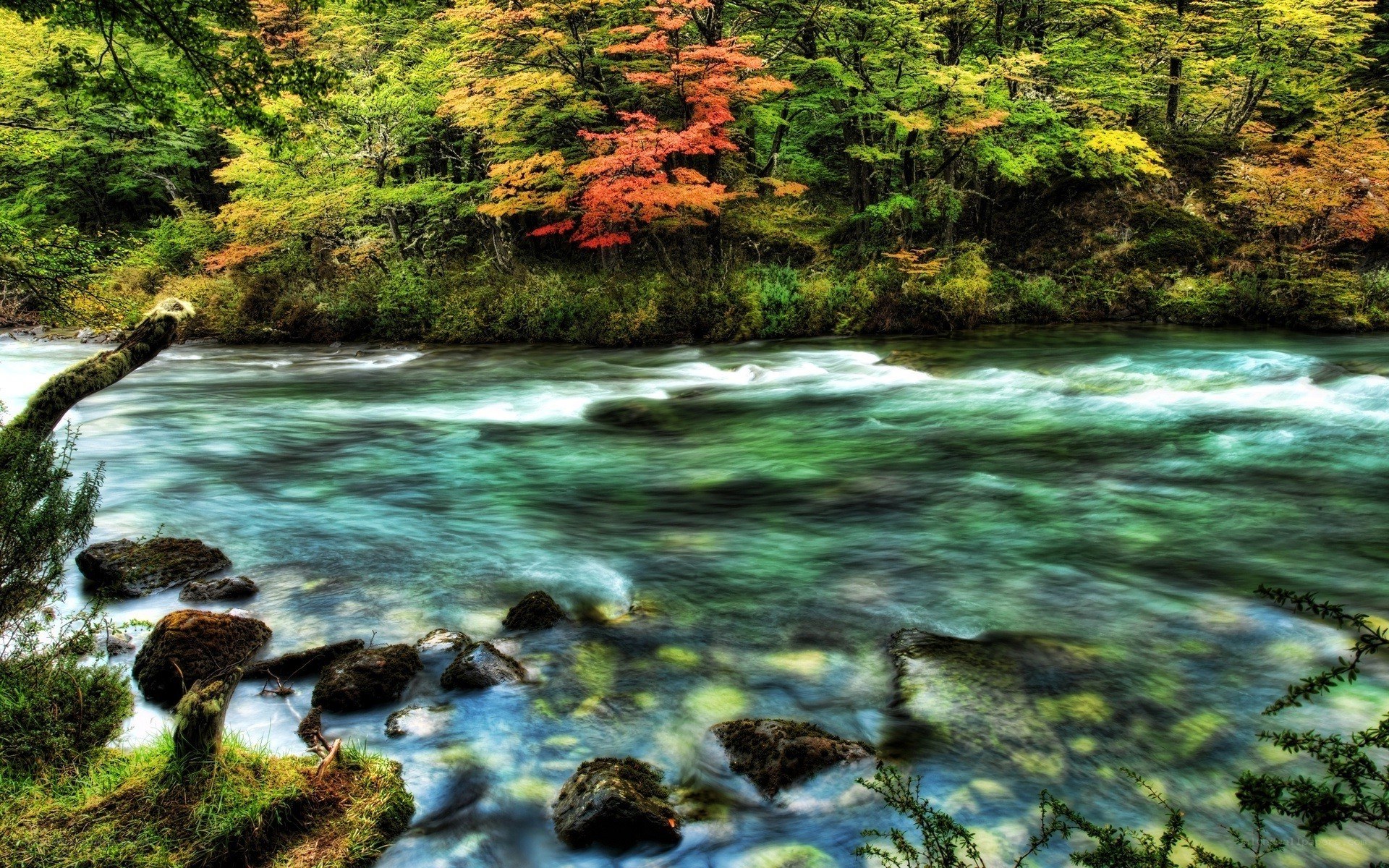 River flowing through autumn forest