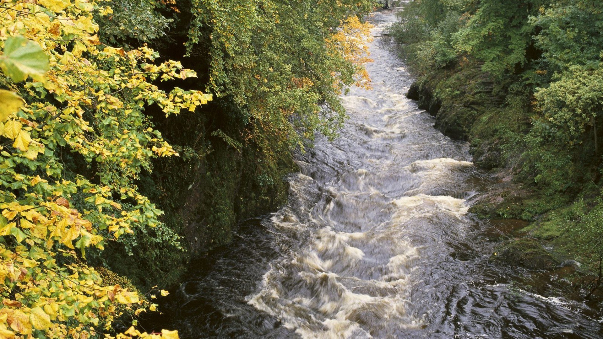 River flowing through autumn forest