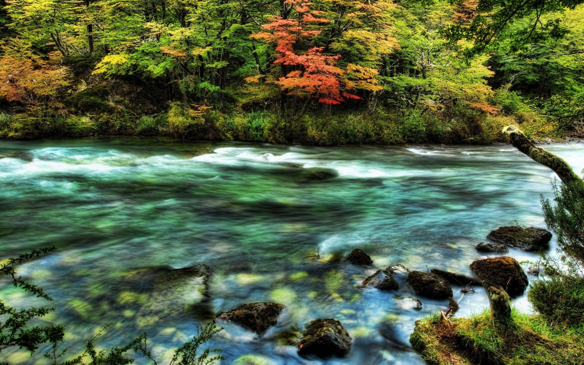 River flowing through autumn forest