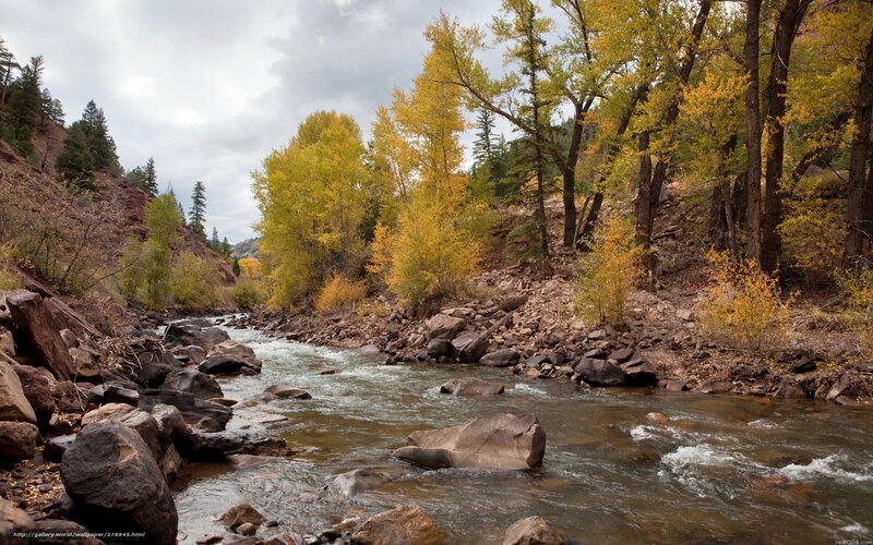 River flowing through autumn forest