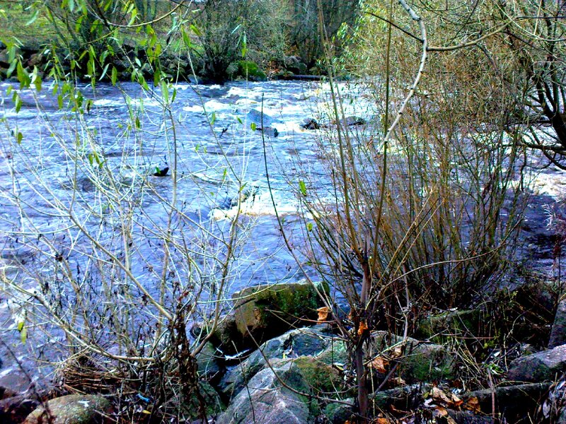 River Flowing Through Brush