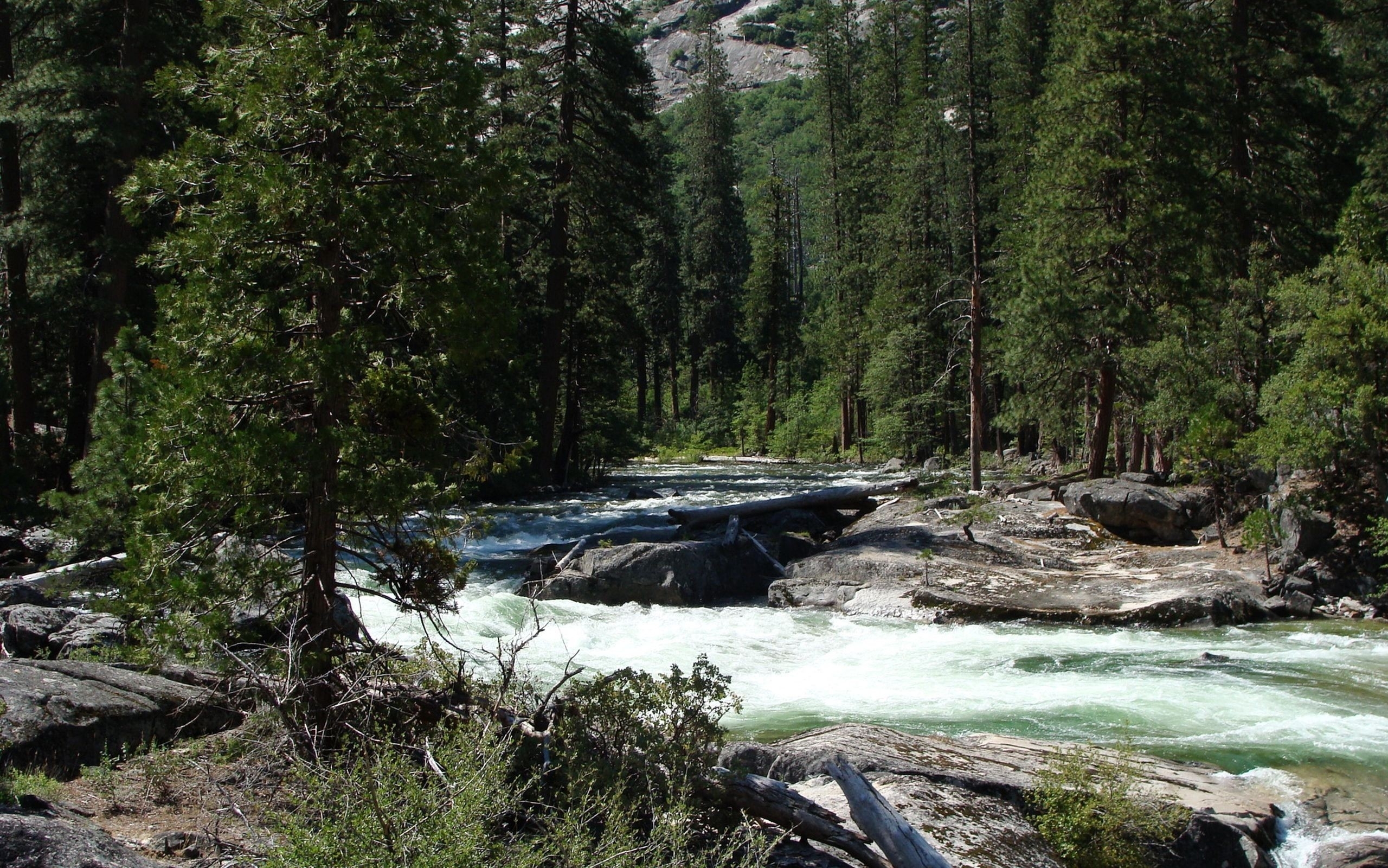 river flowing through forest