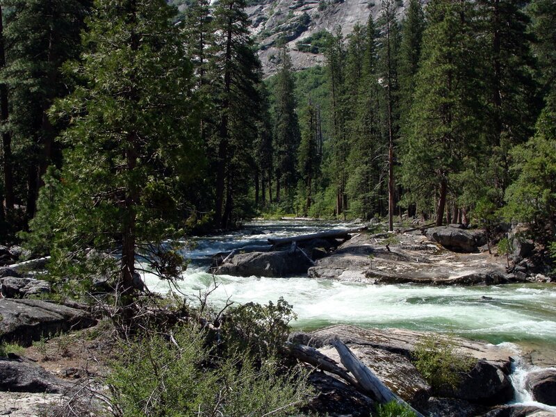 River flowing through forest