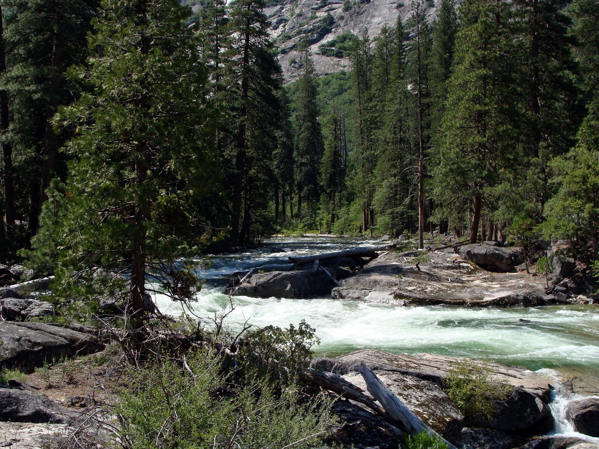 River flowing through forest