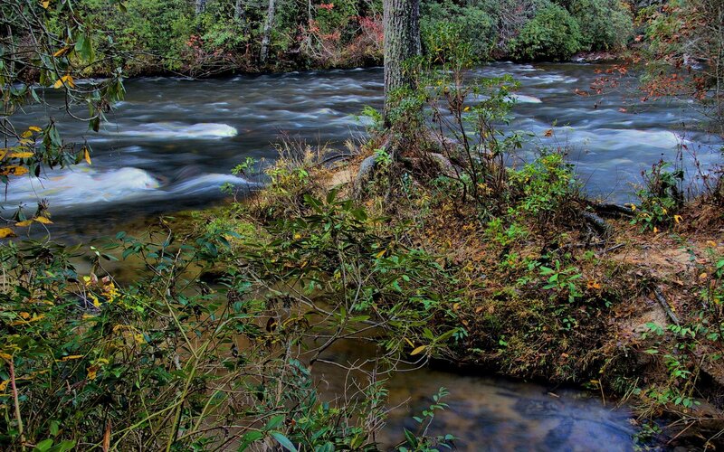 River flowing through forest