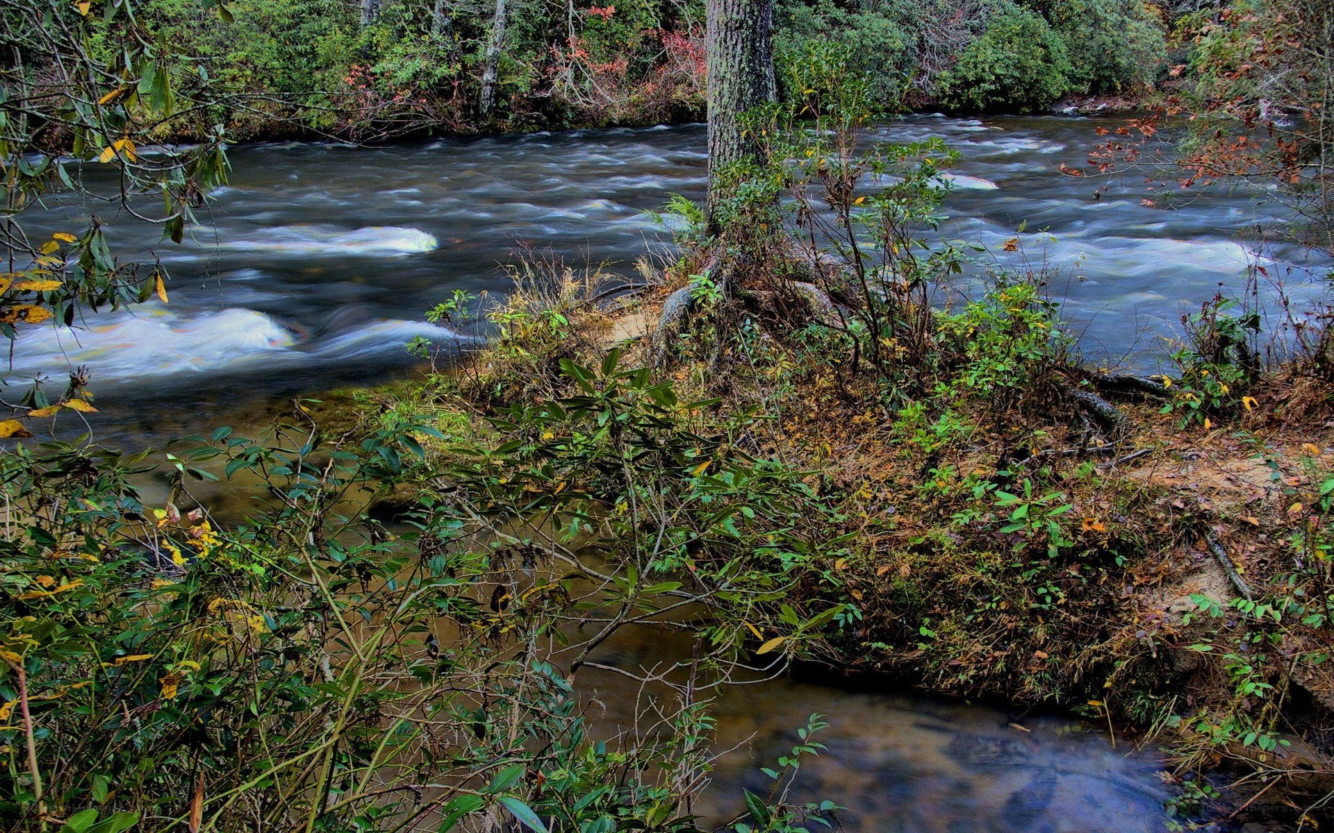 River flowing through forest