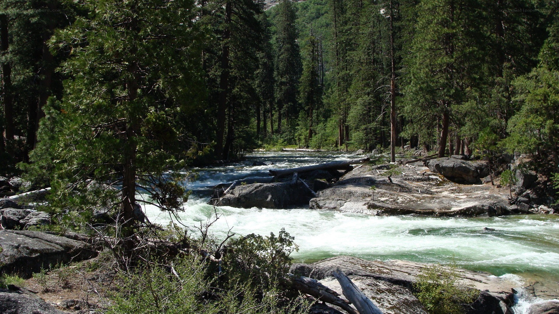 river flowing through forest