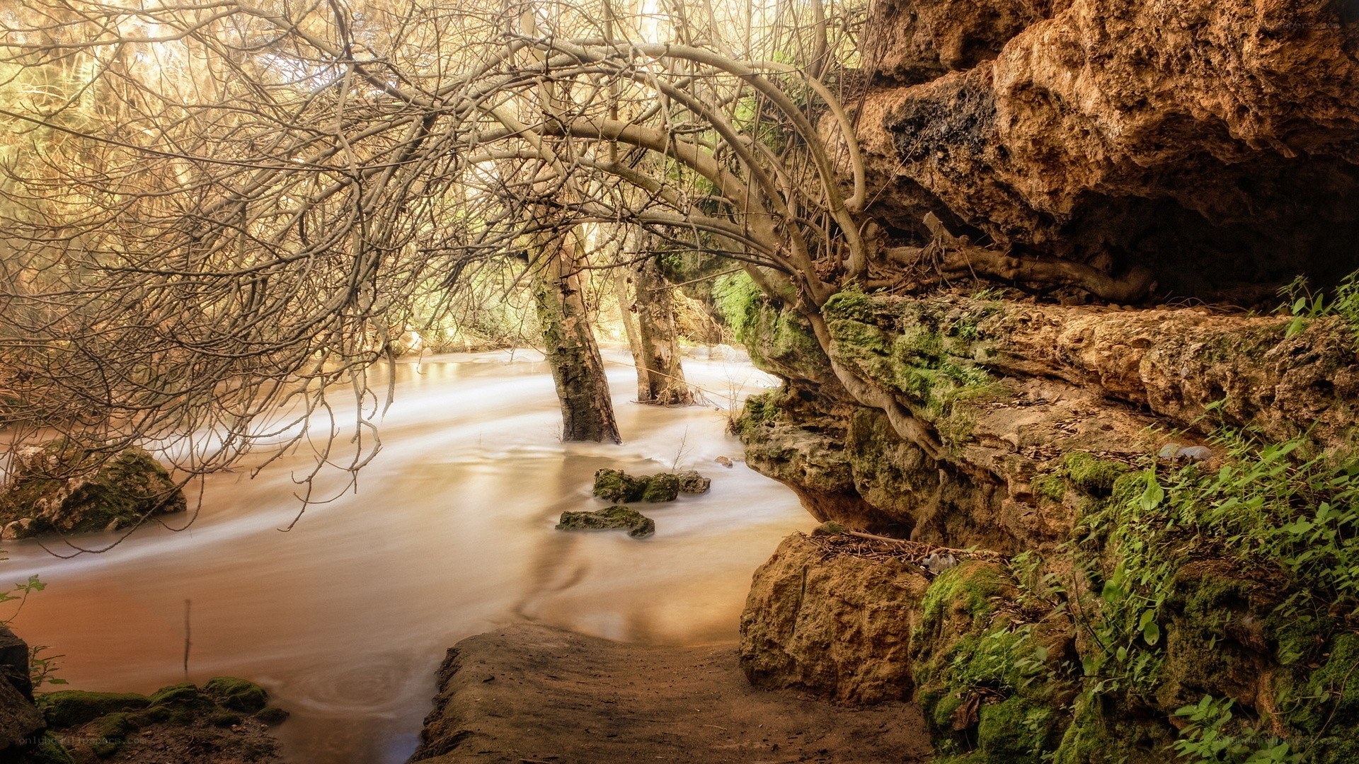 River flowing through forest