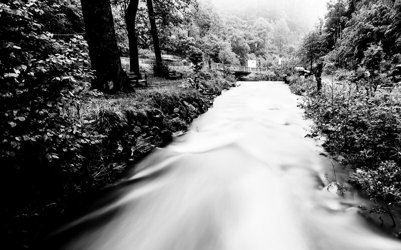 River flowing through forest