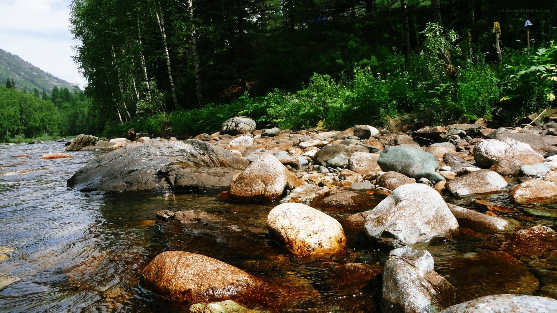 River flowing through forest