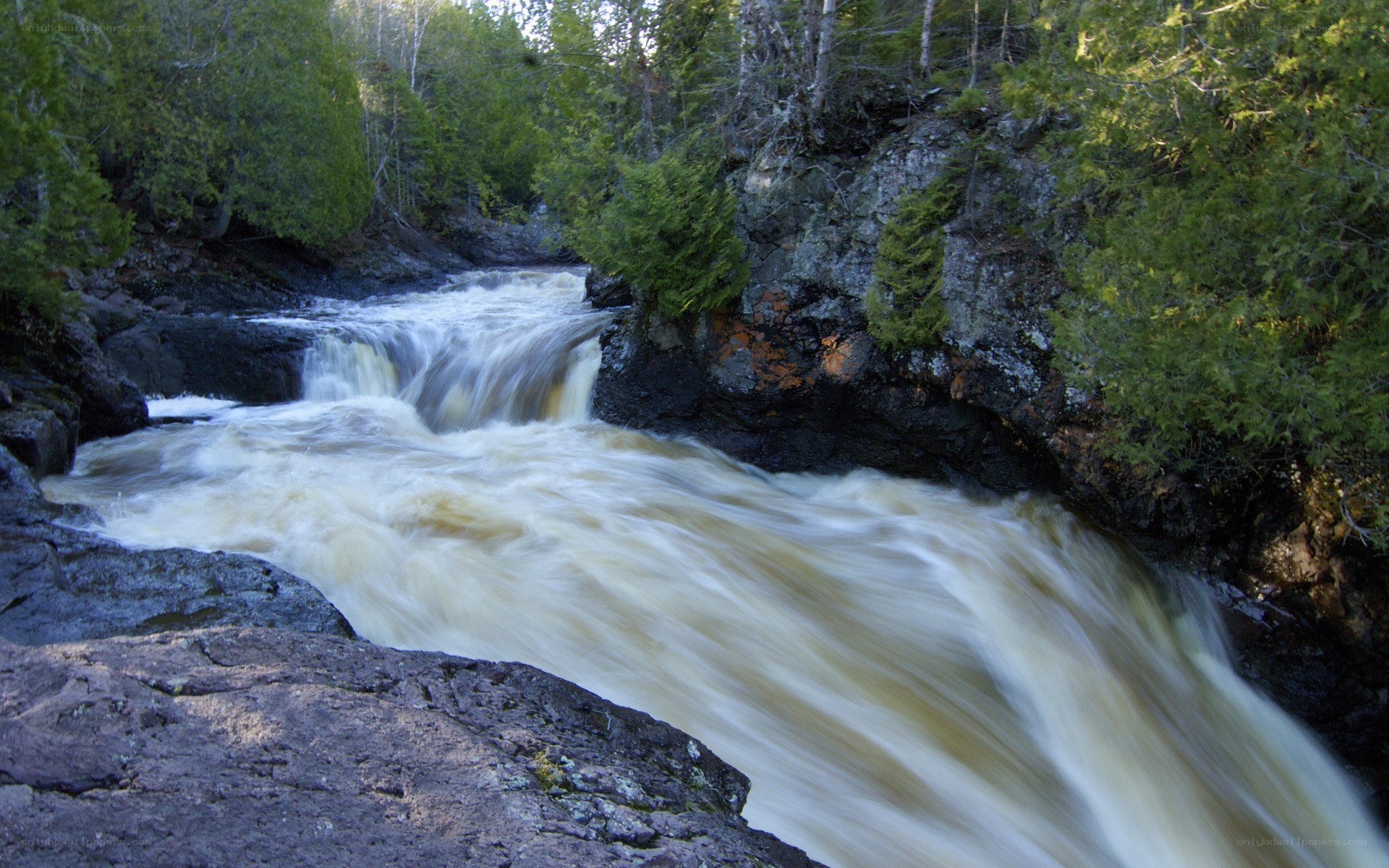 River flowing through forest
