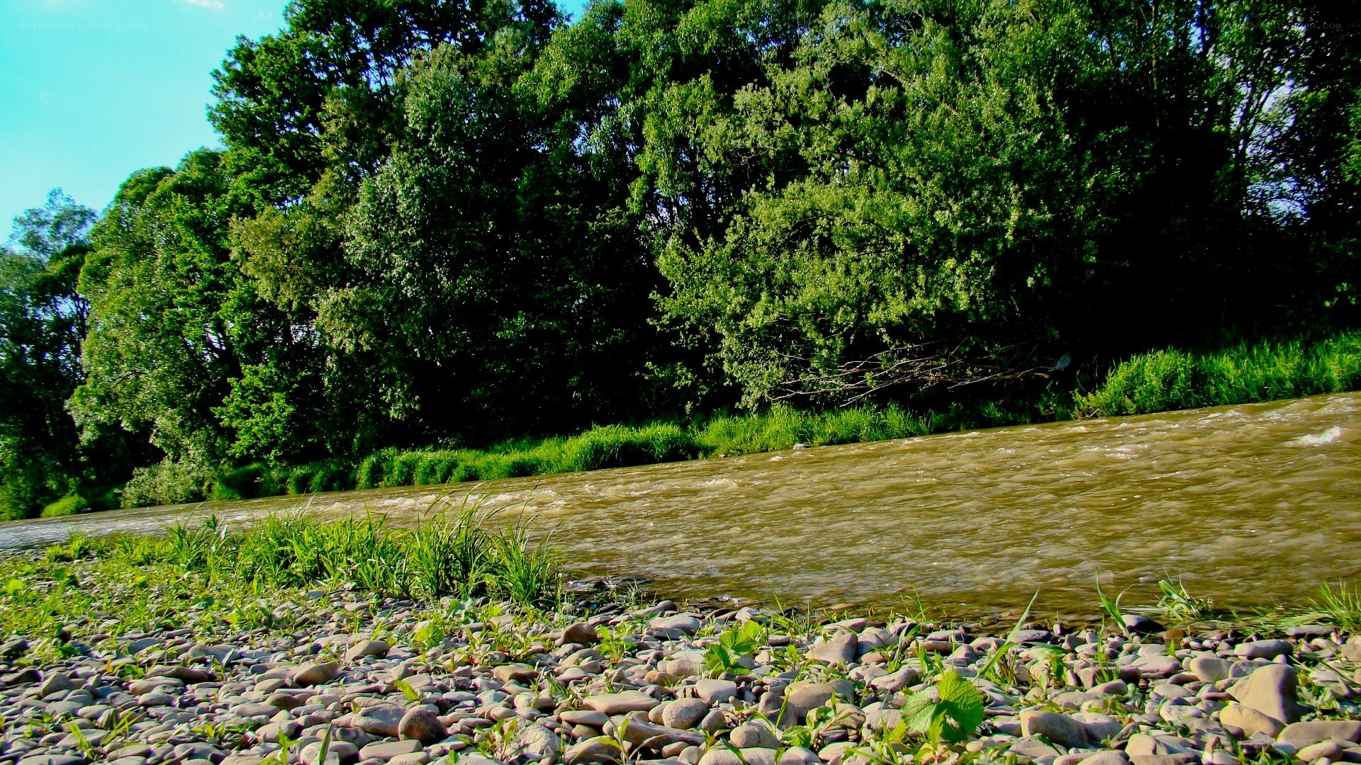 River flowing through forest