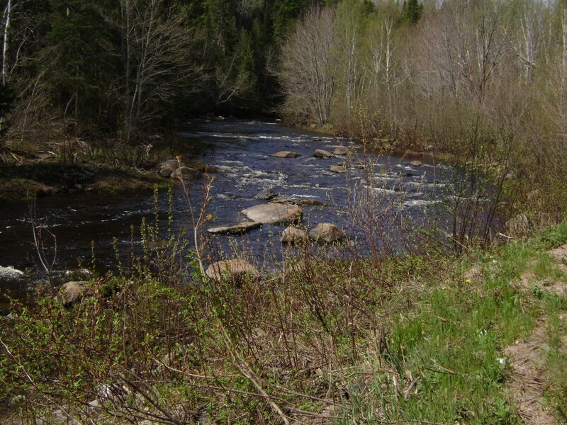 River flowing through forest
