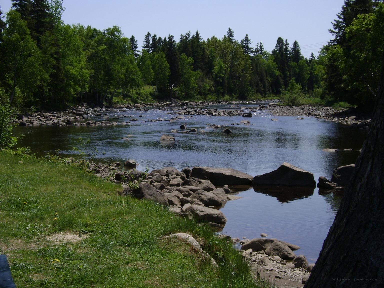 River flowing through forest