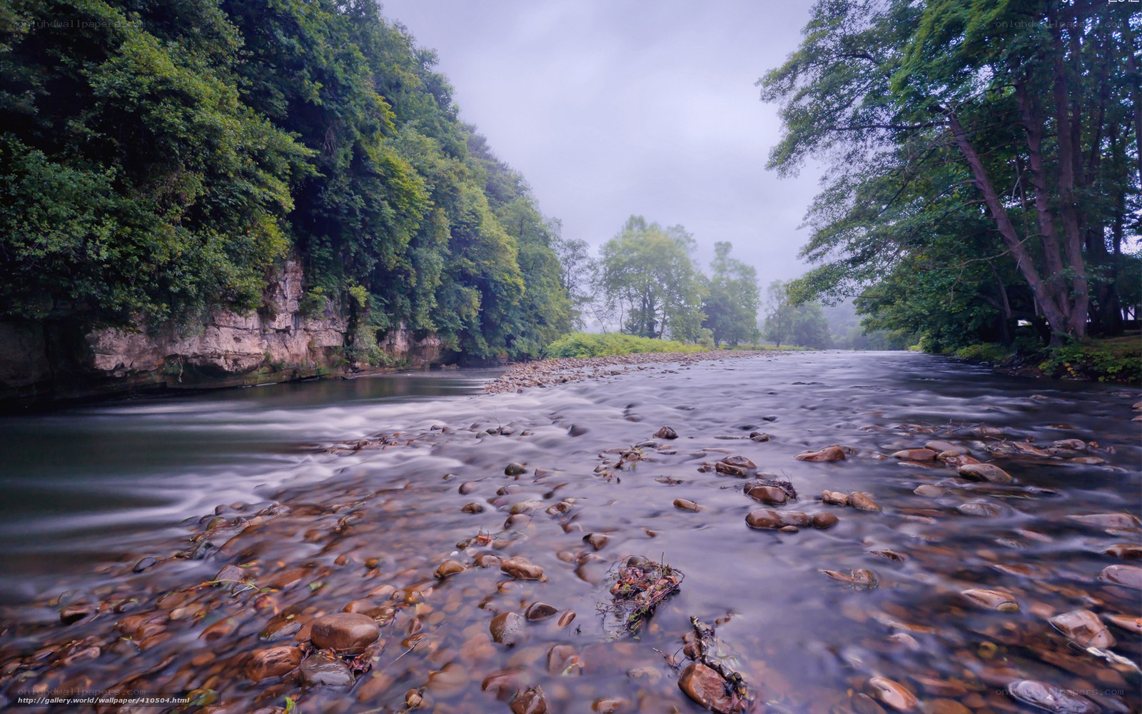 River flowing through forest