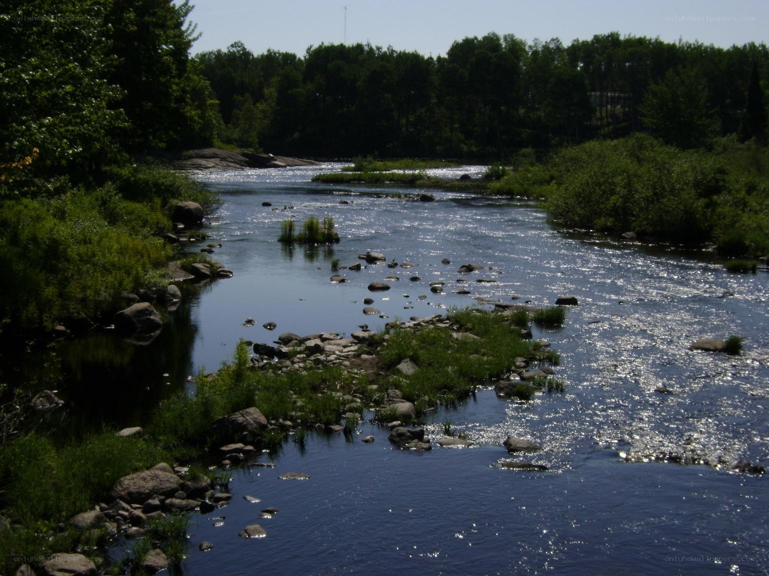 River flowing through forest