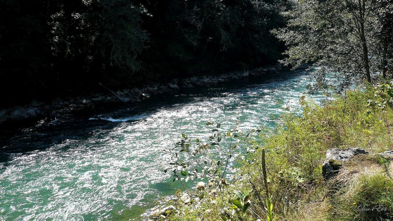 River flowing through forest