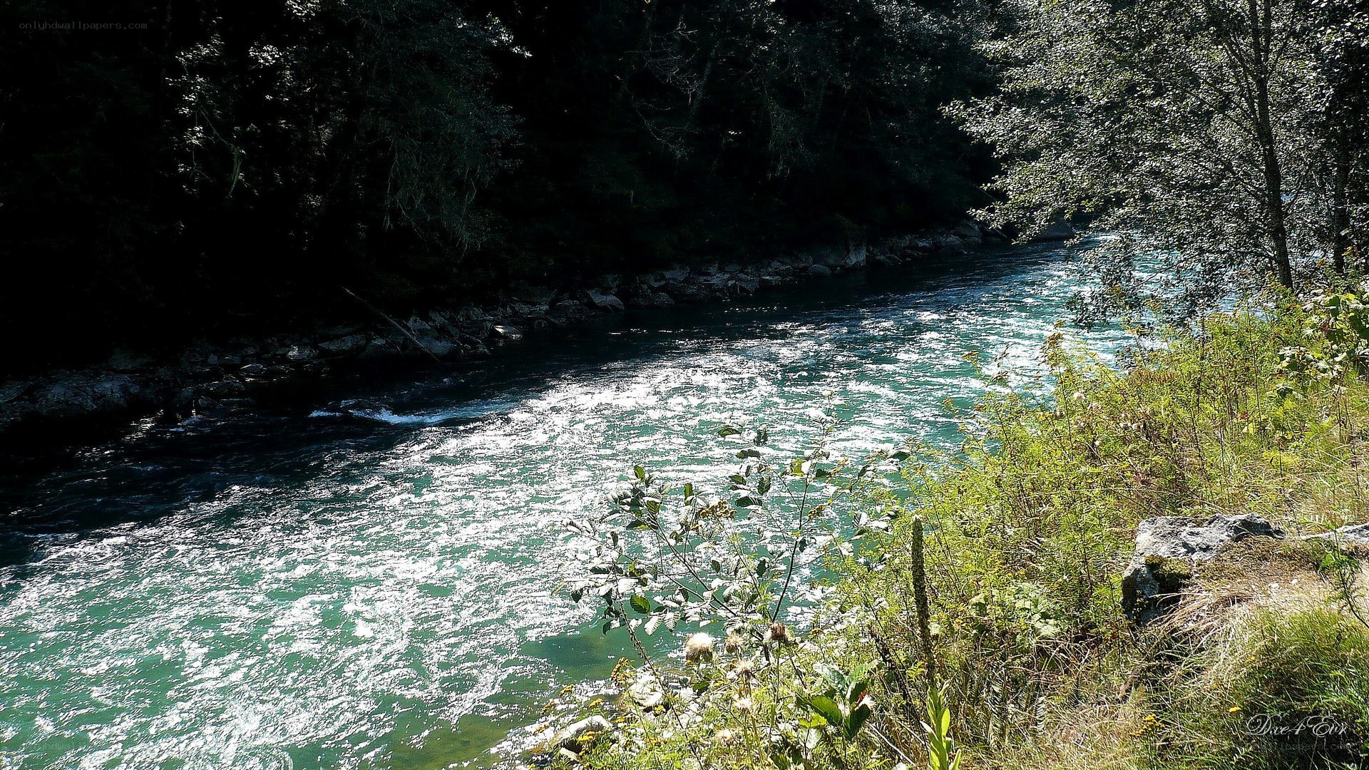 River flowing through forest