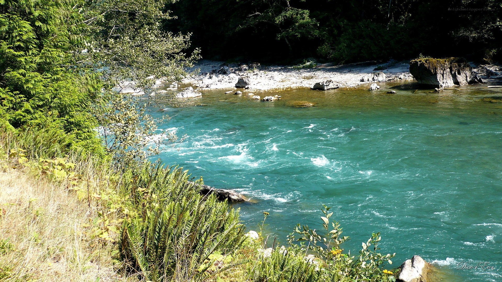 river flowing through forest