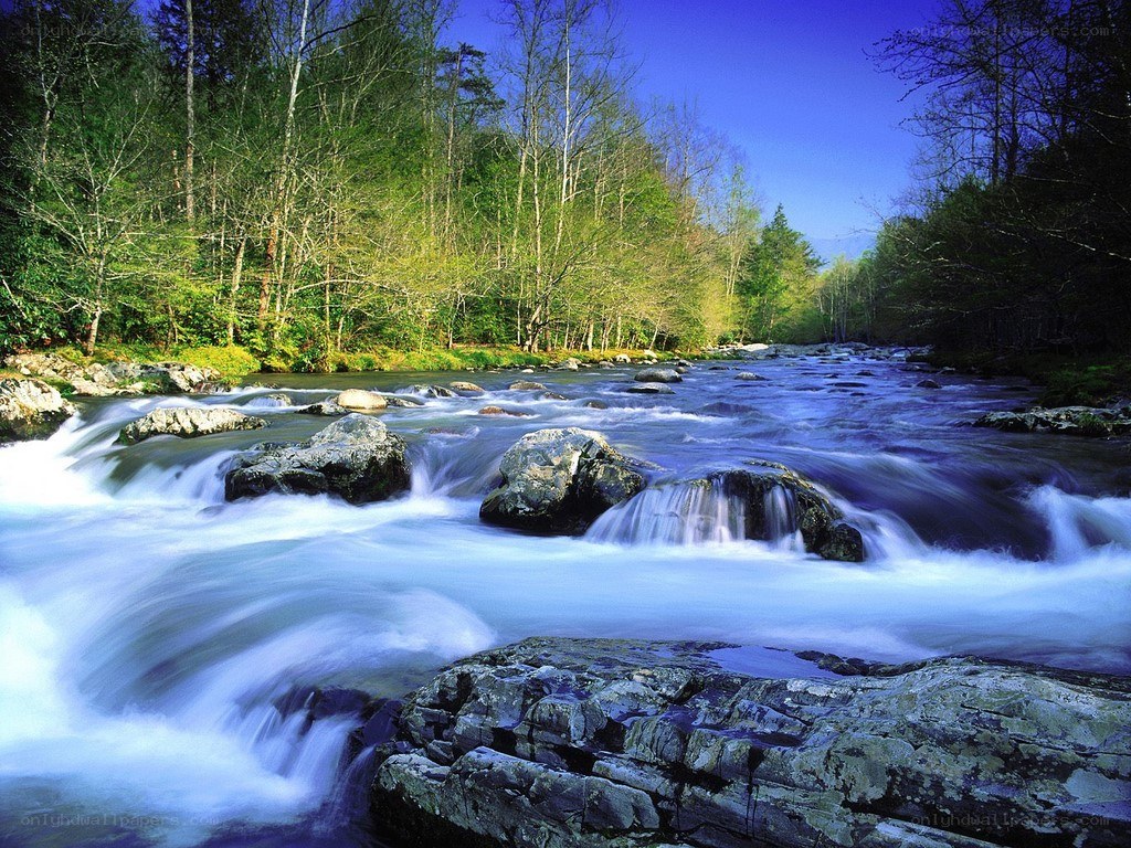 River flowing through forest