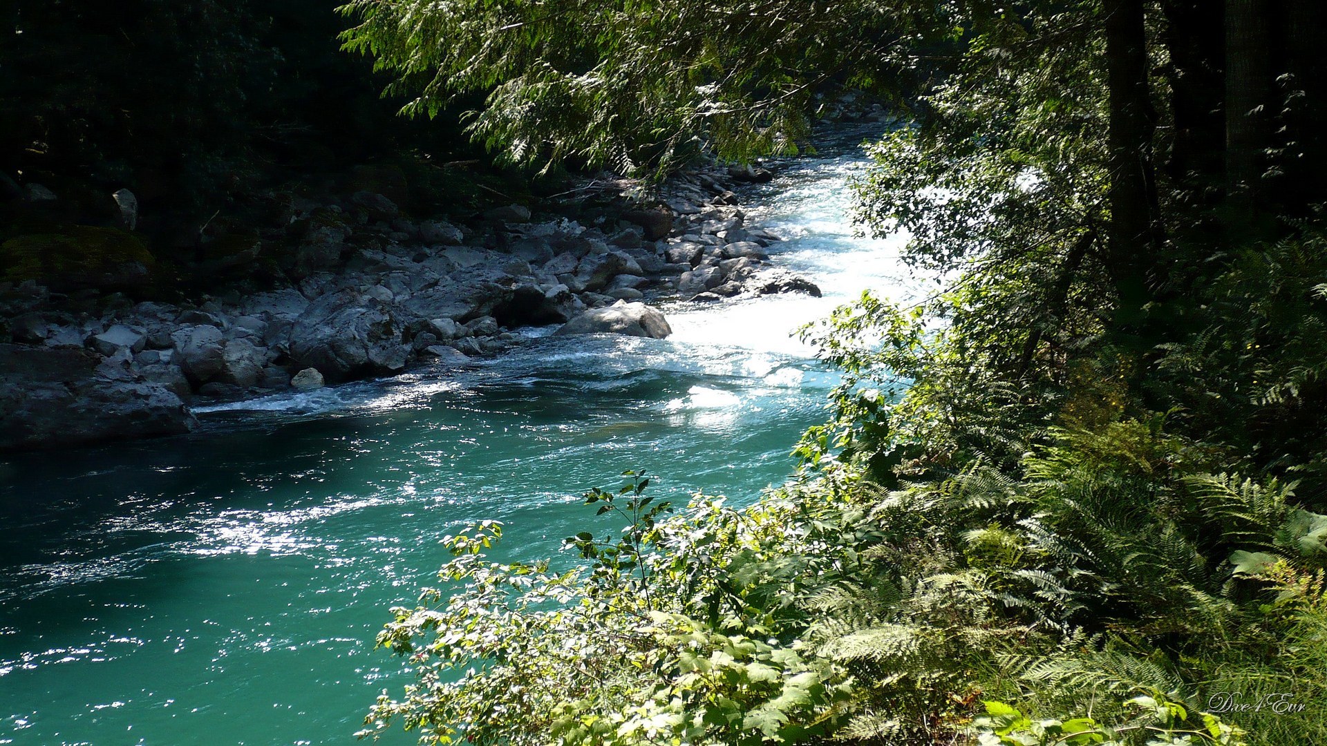River flowing through forest