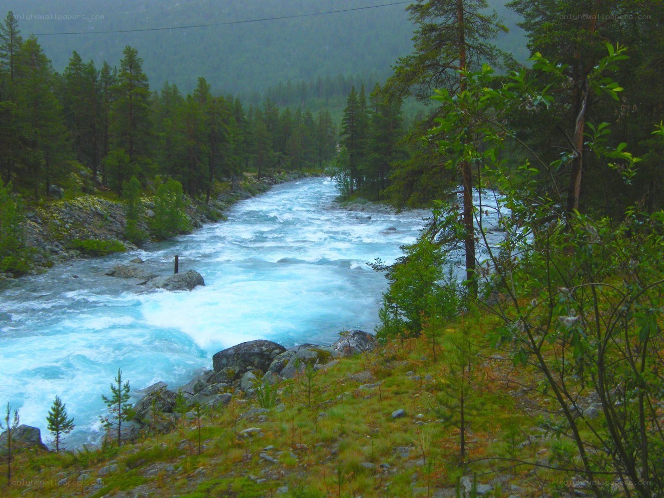 river flowing through forest