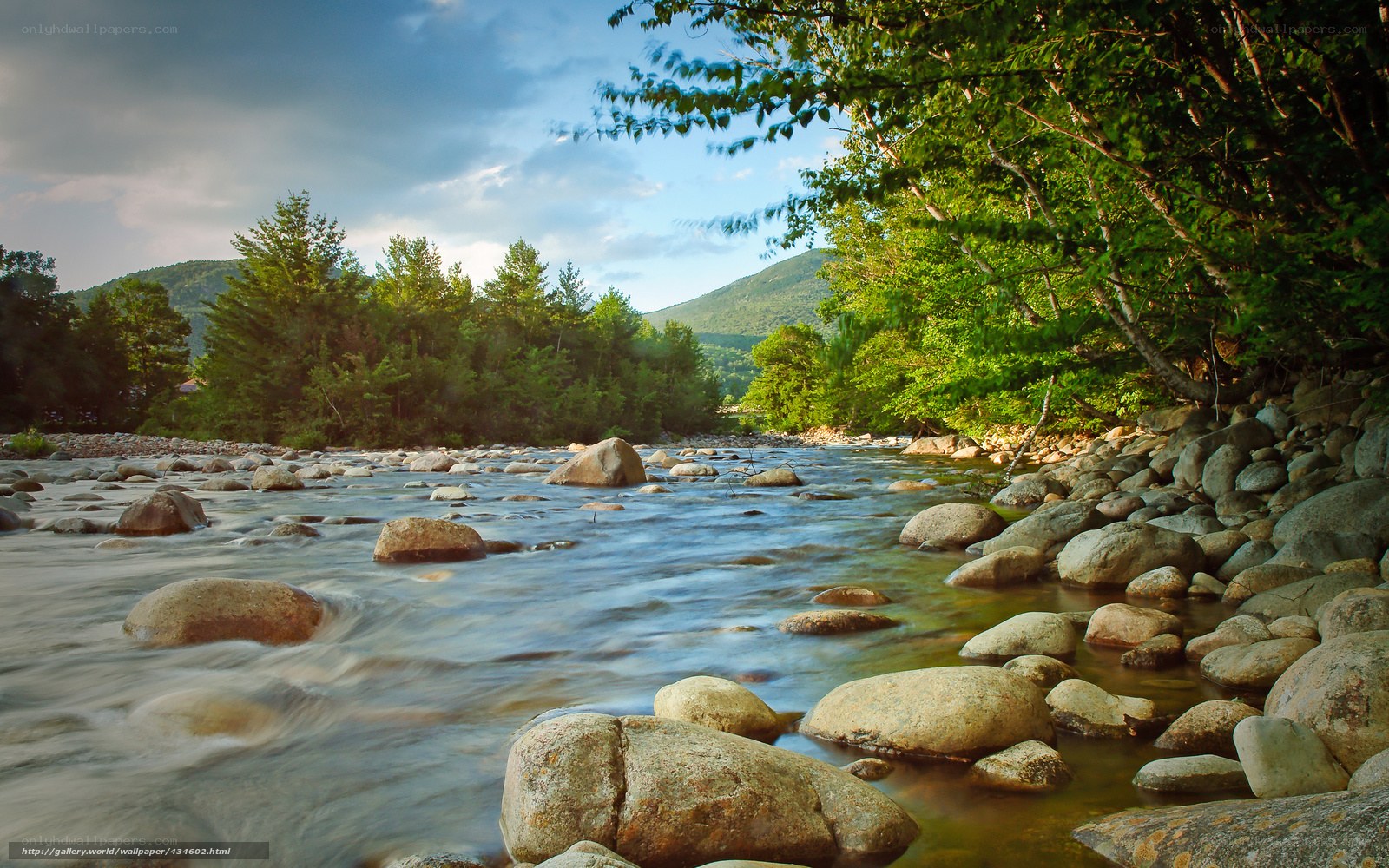 River flowing through forest