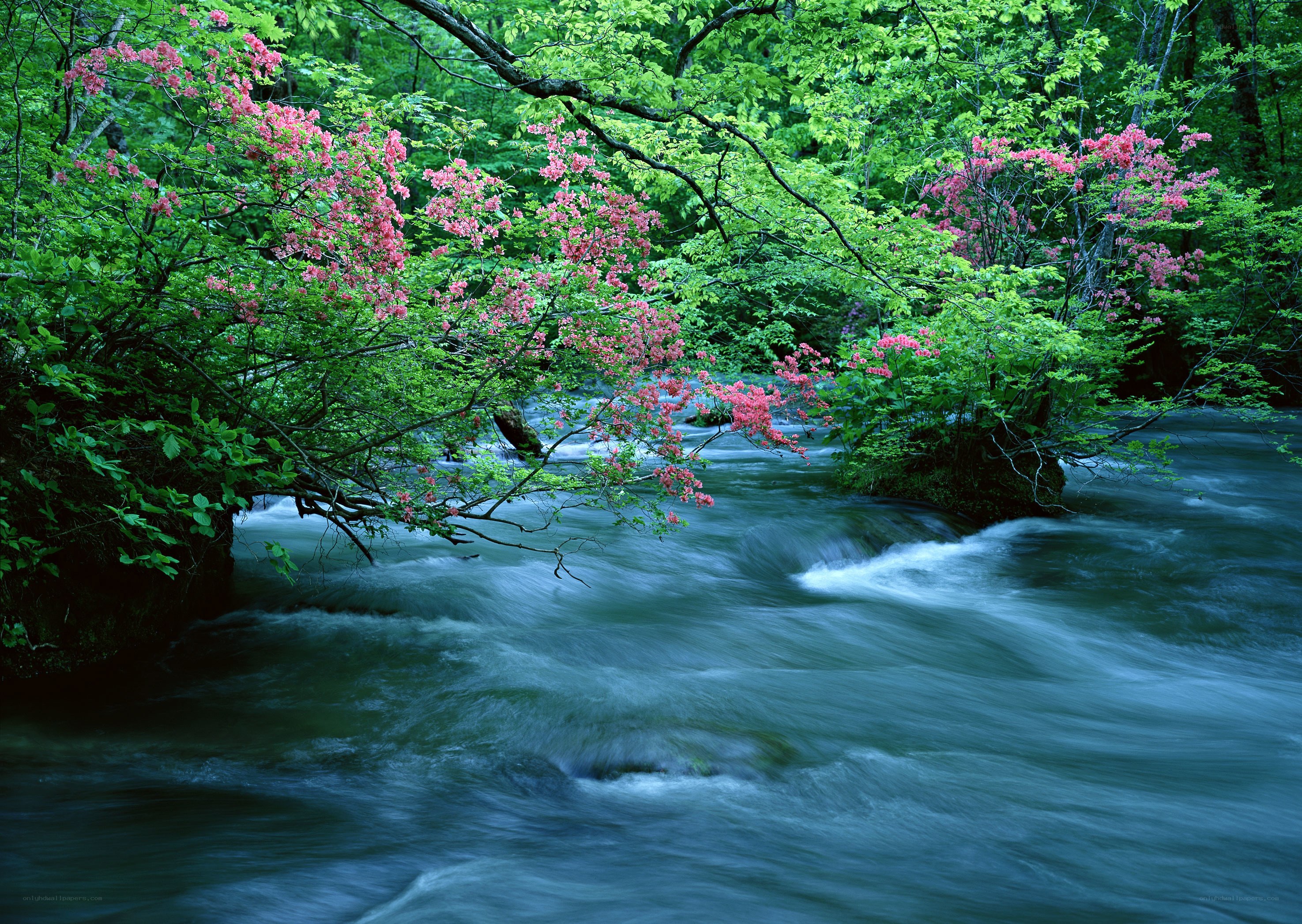 River flowing through forest