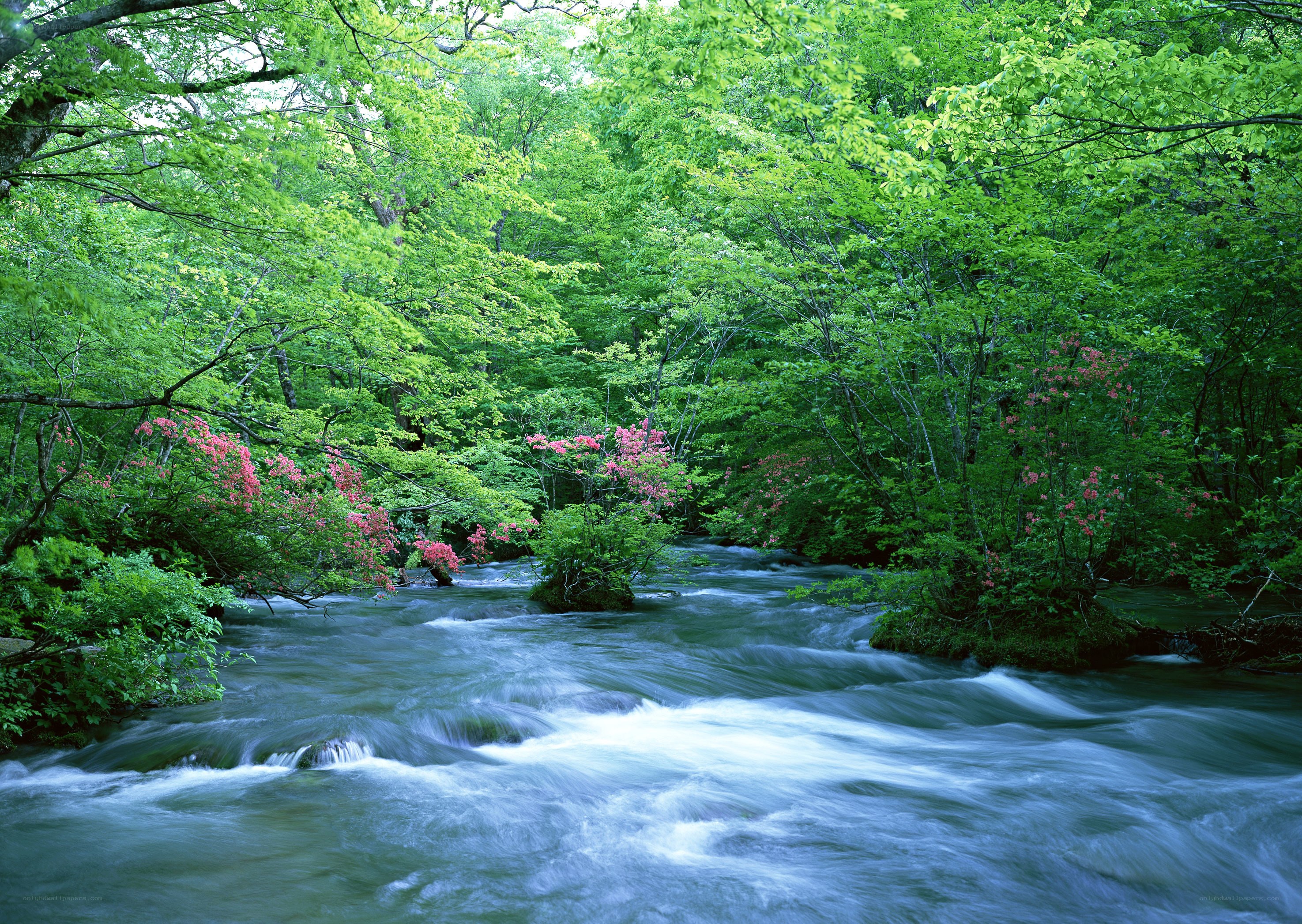 River flowing through forest