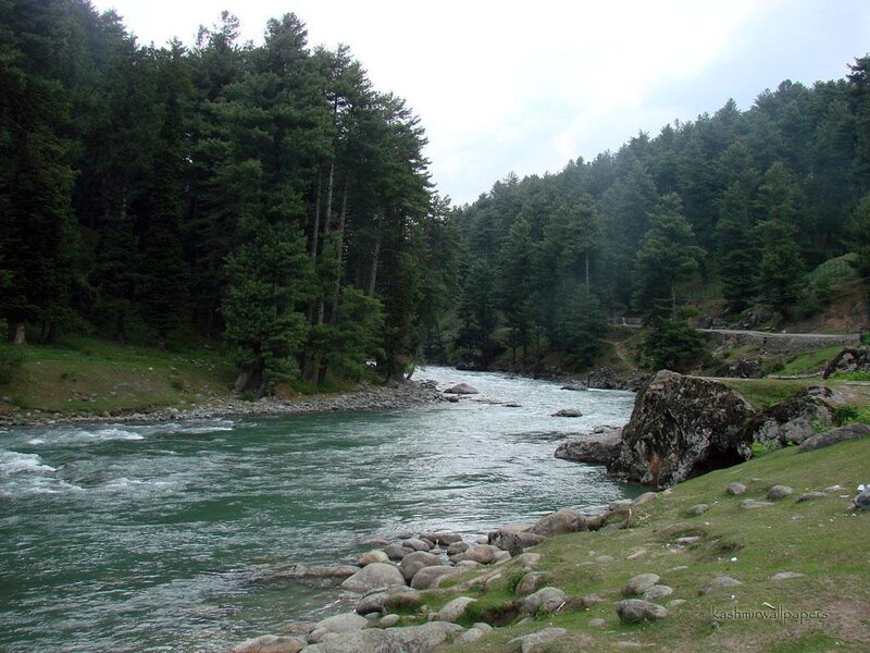 river flowing through forest